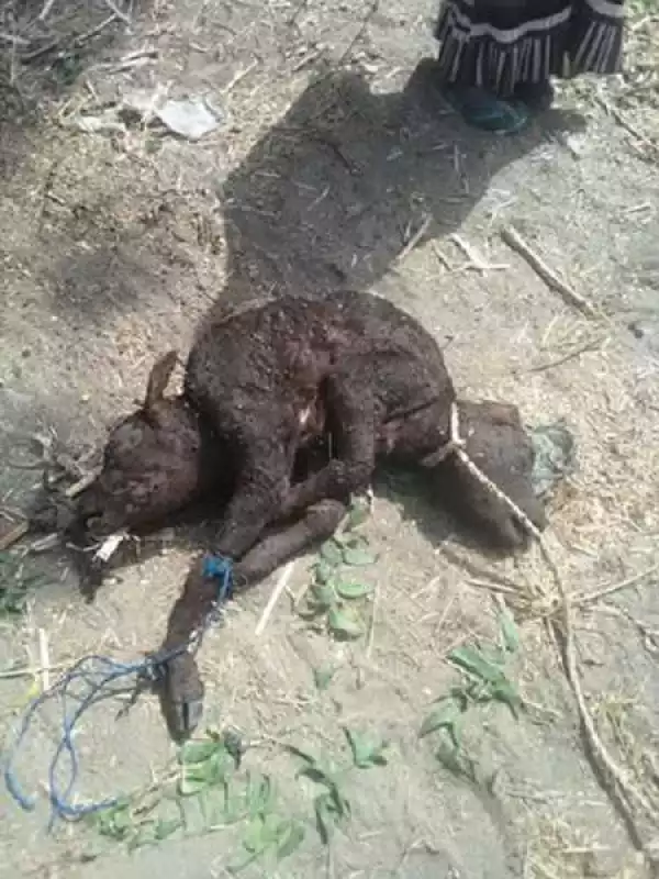 Shocking! Cow with Two Heads Shock Many People in Northern Nigeria (Photos)